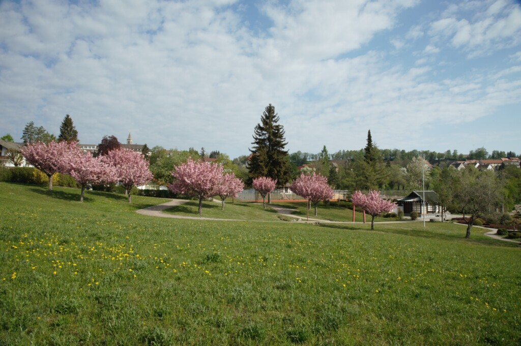 Foto vom Japanischen Garten in Bonndorf. Zu sehen sind blühende Bäume, Wiesen und das Teehaus.