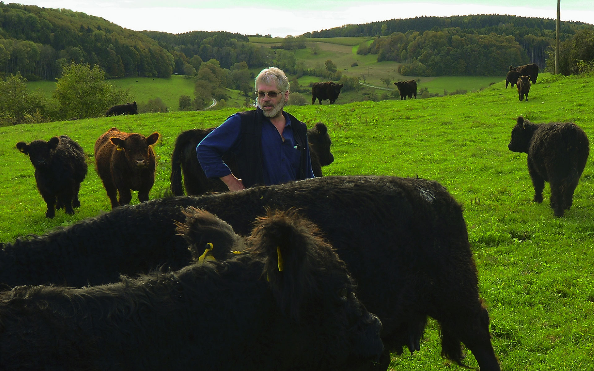 Herr Amann-Möhringer mit seinen Bio Galloway Weide Rinder